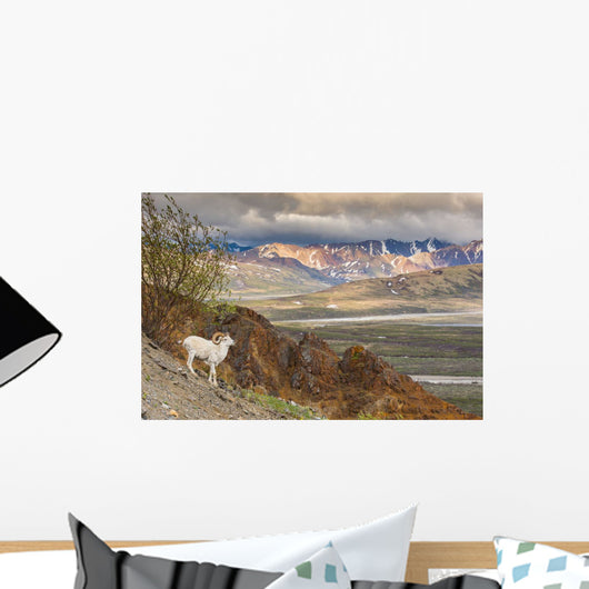 Adult Ram Dall Sheep Wall Decal Design 2