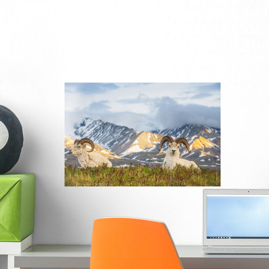 Two Adult Dall Sheep Wall Decal