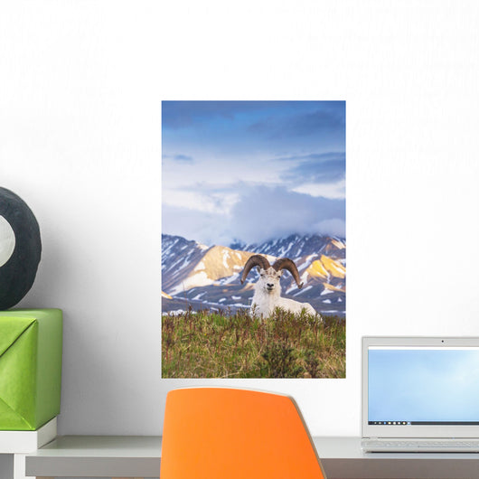 Adult Ram Dall Sheep Wall Decal Design 1