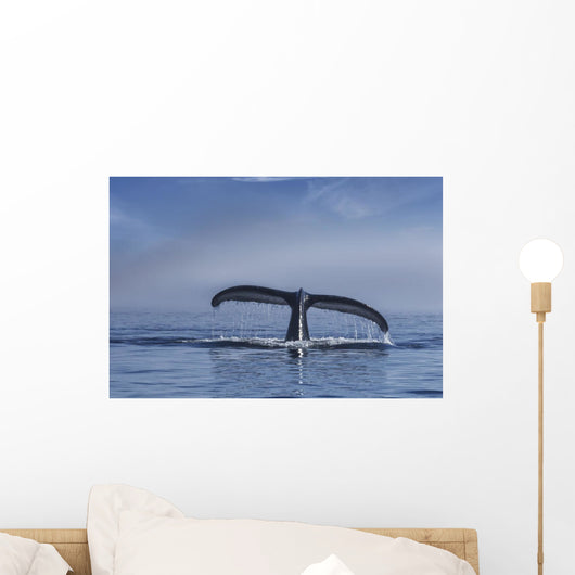 Humpback Whale Lifts Its Wall Decal Design 2