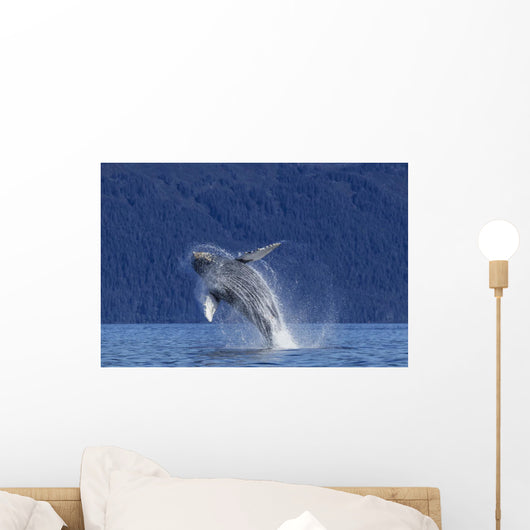 Young Humpback Whale Leaps Wall Decal Design 2