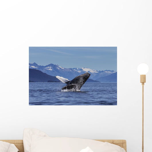 Young Humpback Whale Leaps Wall Decal Design 1