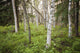 Scenic Trees and Forest Wall Decal