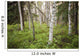 Scenic Trees and Forest Wall Decal