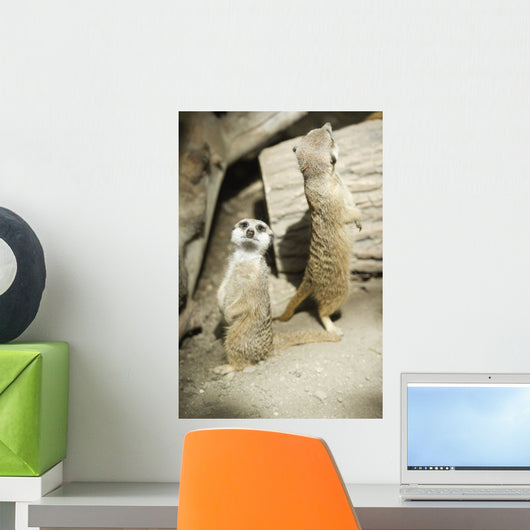 Meerkats Standing Upright Calgary Wall Decal