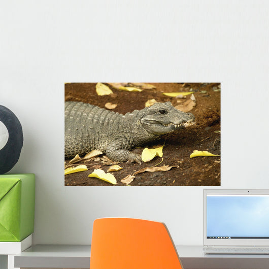 Miniature Crocodile Calgary Zoo Wall Decal