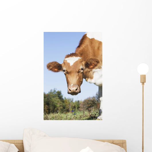 Guernsey Dairy Cow Wall Decal Design 3