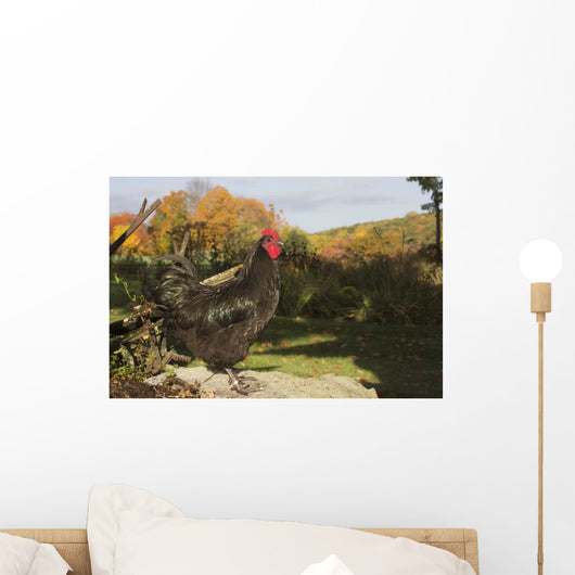 Large Black Australorp Perched Wall Decal