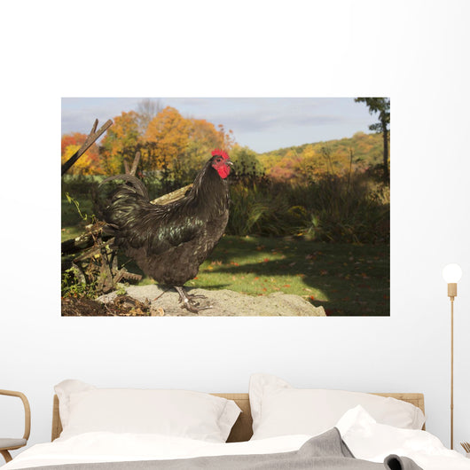 Large Black Australorp Perched Wall Decal