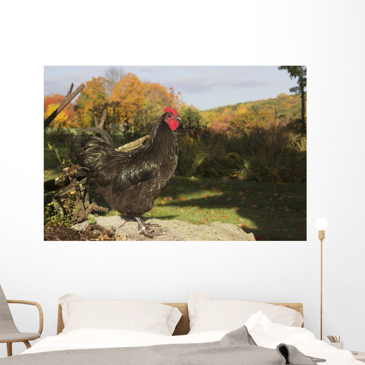 Large Black Australorp Perched Wall Decal