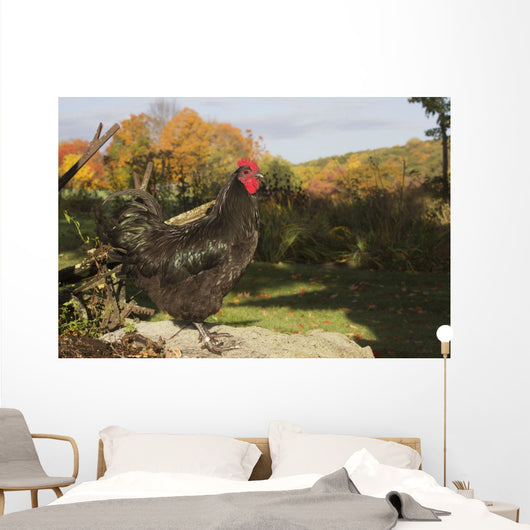 Large Black Australorp Perched Wall Decal