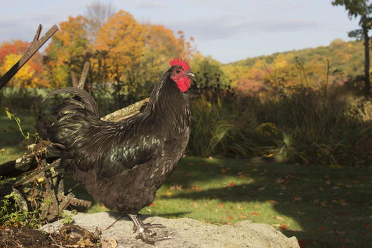 Large Black Australorp Perched Wall Decal