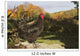 Large Black Australorp Perched Wall Decal