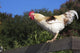 Traditional Leghorn Rooster Crowing Wall Decal