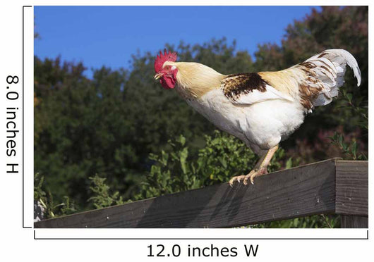 Traditional Leghorn Rooster Crowing Wall Decal