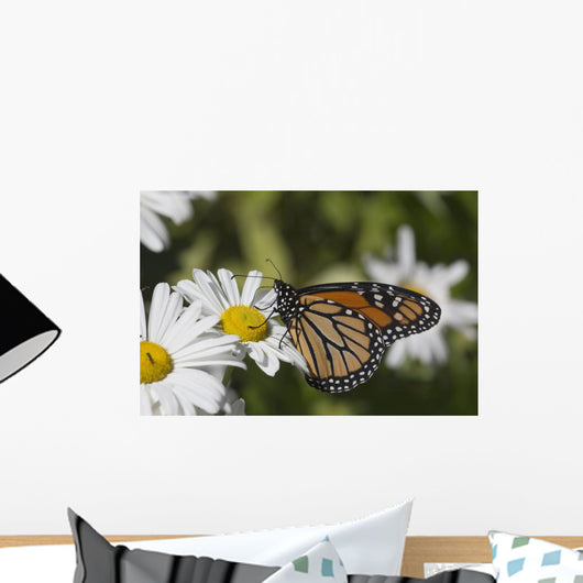 Monarch Butterfly Nectaring Montauk Wall Decal