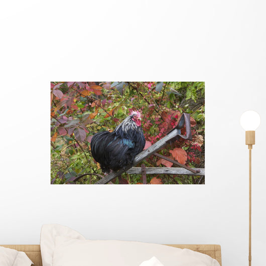 Bantam Black Cochin Rooster Wall Decal