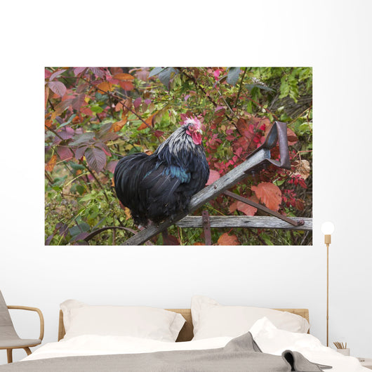 Bantam Black Cochin Rooster Wall Decal