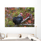 Bantam Black Cochin Rooster Wall Decal