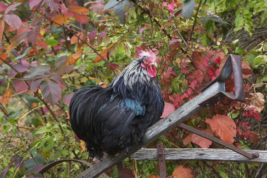 Bantam Black Cochin Rooster Wall Decal