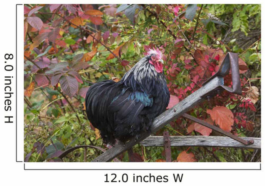 Bantam Black Cochin Rooster Wall Decal
