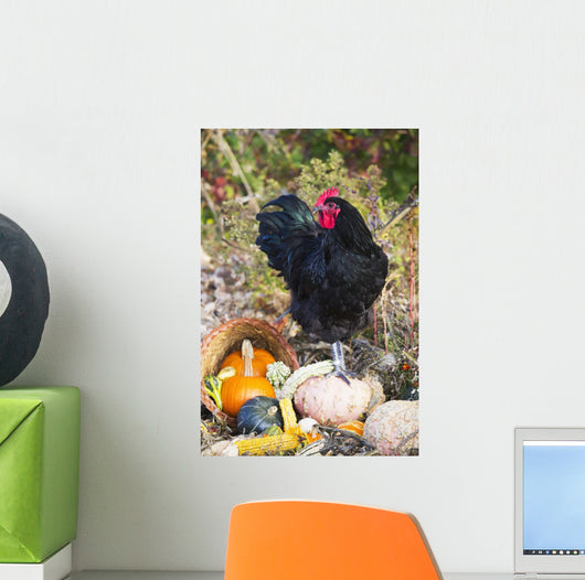 Large Black Australorp Rooster Wall Decal