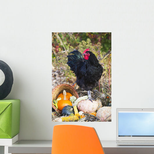 Large Black Australorp Rooster Wall Decal