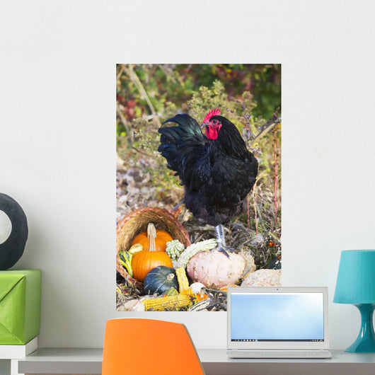 Large Black Australorp Rooster Wall Decal