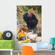 Large Black Australorp Rooster Wall Decal