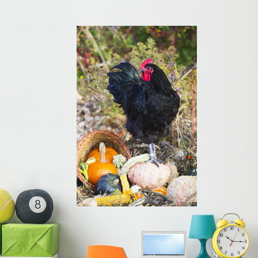 Large Black Australorp Rooster Wall Decal