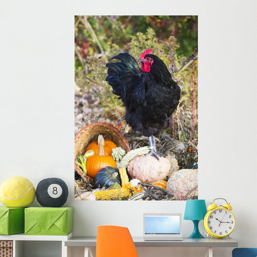 Large Black Australorp Rooster Wall Decal