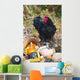 Large Black Australorp Rooster Wall Decal