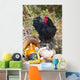 Large Black Australorp Rooster Wall Decal