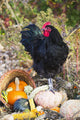 Large Black Australorp Rooster Wall Decal