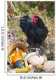 Large Black Australorp Rooster Wall Decal