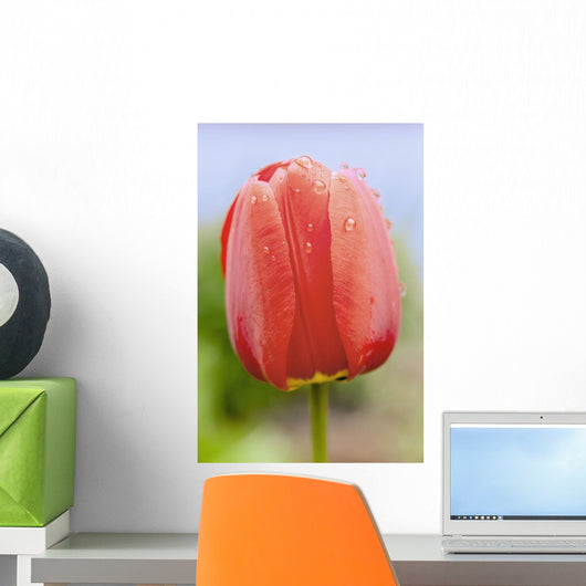 Up Tulip Wall Decal