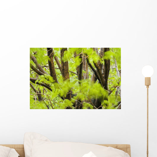 Leaves Maple Tree Blurred Wall Decal