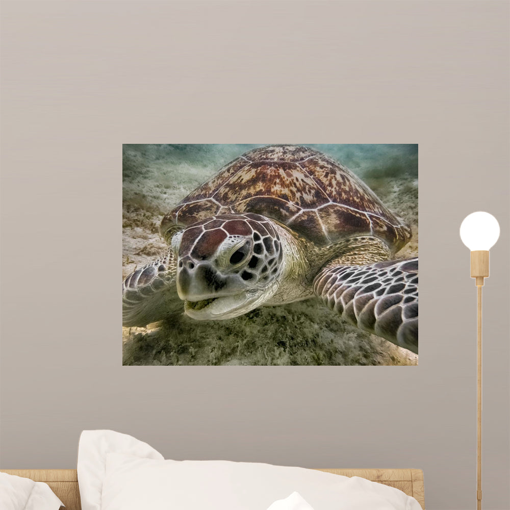 Green Sea Turtle Wall Mural Wallmonkeys