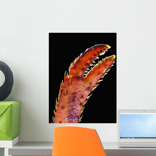 Up Lobster Claw against Wall Decal