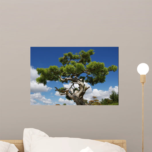 Bonsa Japonais Wall Mural
