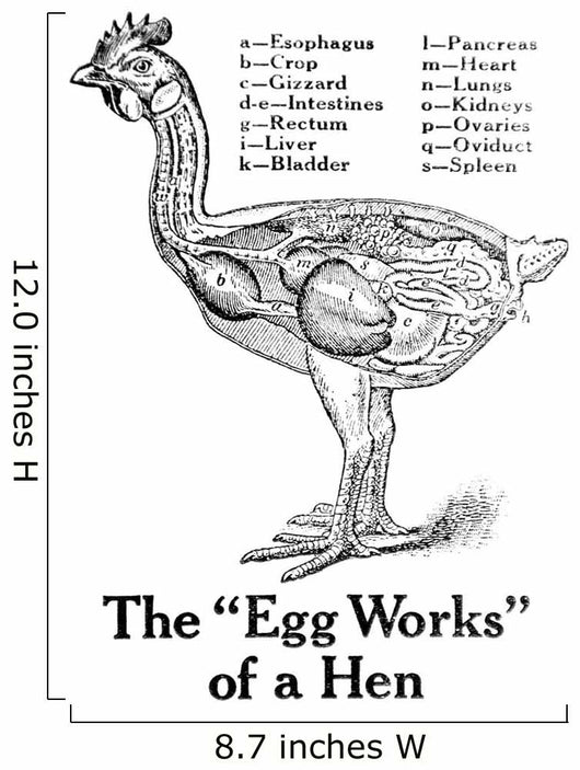 Historic Anatomical Illustration Hens Wall Mural