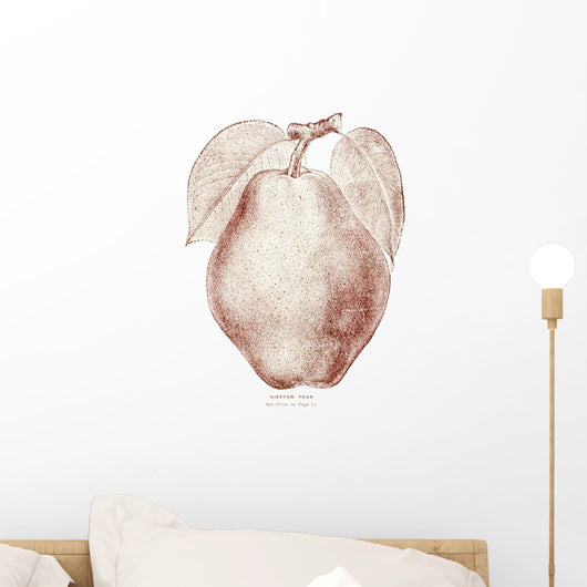 Historic illustration of Kieffer Pear from 20th century Wall Decal