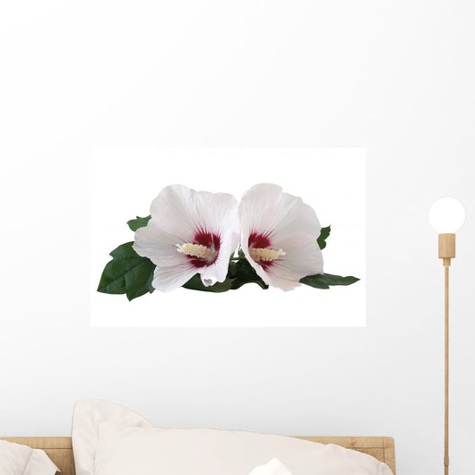 Two Hibiscus