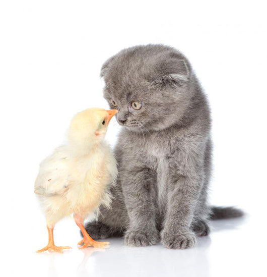 Small Chicken and Kitten Wall Mural