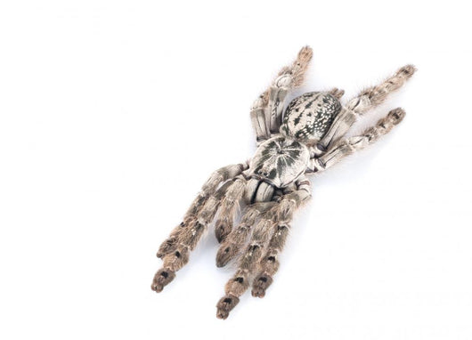 H Maculata Tarantula