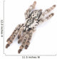 H Maculata Tarantula
