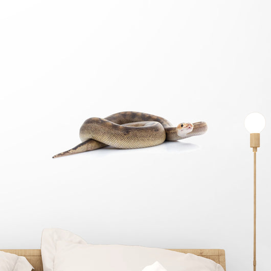Champagne Ball Python Wall Mural