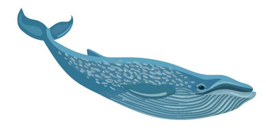 Blue Whale Wall Decal