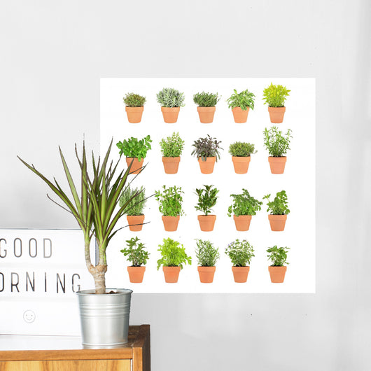 Herbs Pots
