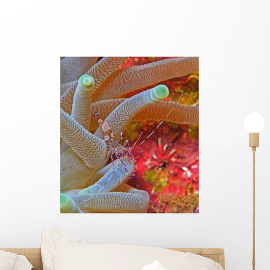 Spotted Cleaner Shrimp Wall Decal